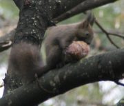 小動物B