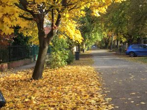 14753959_1136360043112810_2377029878958716971_o